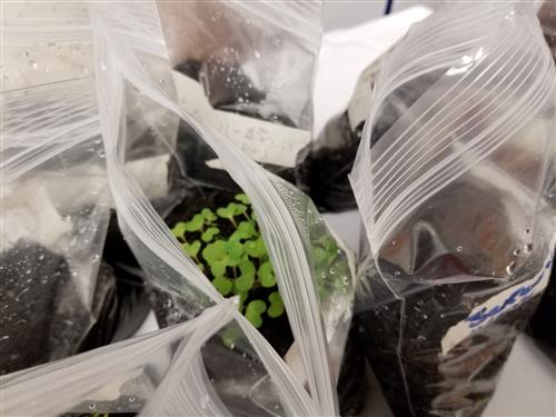 Growing plants in a bag 